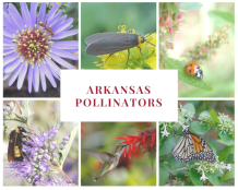 arkansas pollinator photo collage