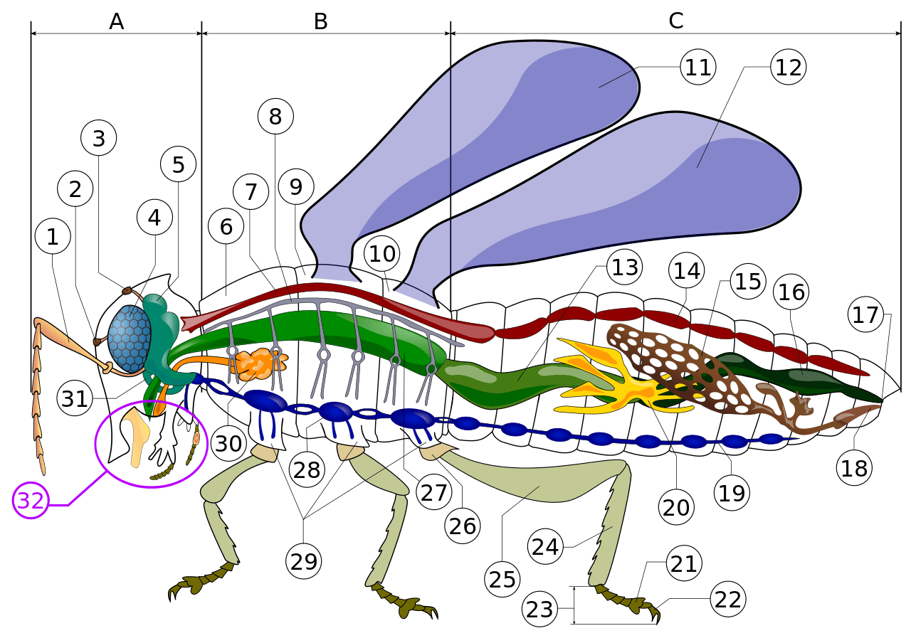insect anatomy diagram