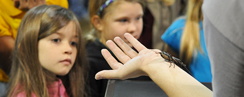 Small child looking at a bug in a student's hand at the Arkansas Insect Festival.
